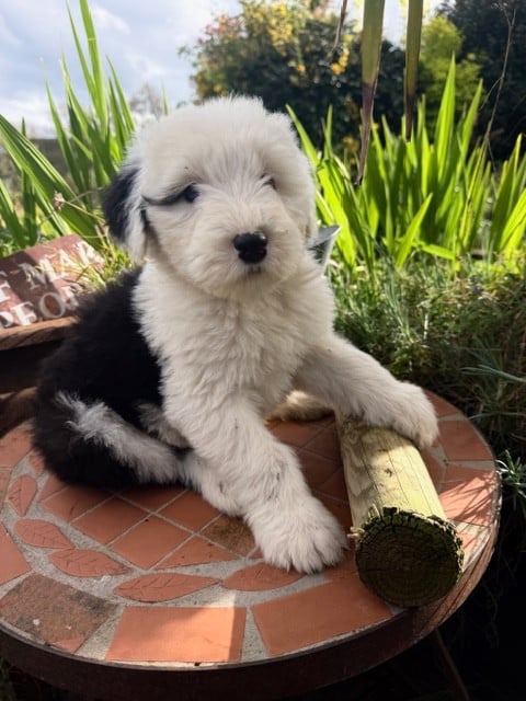 Bobtail - of Mary People