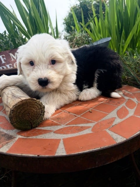 BOULE