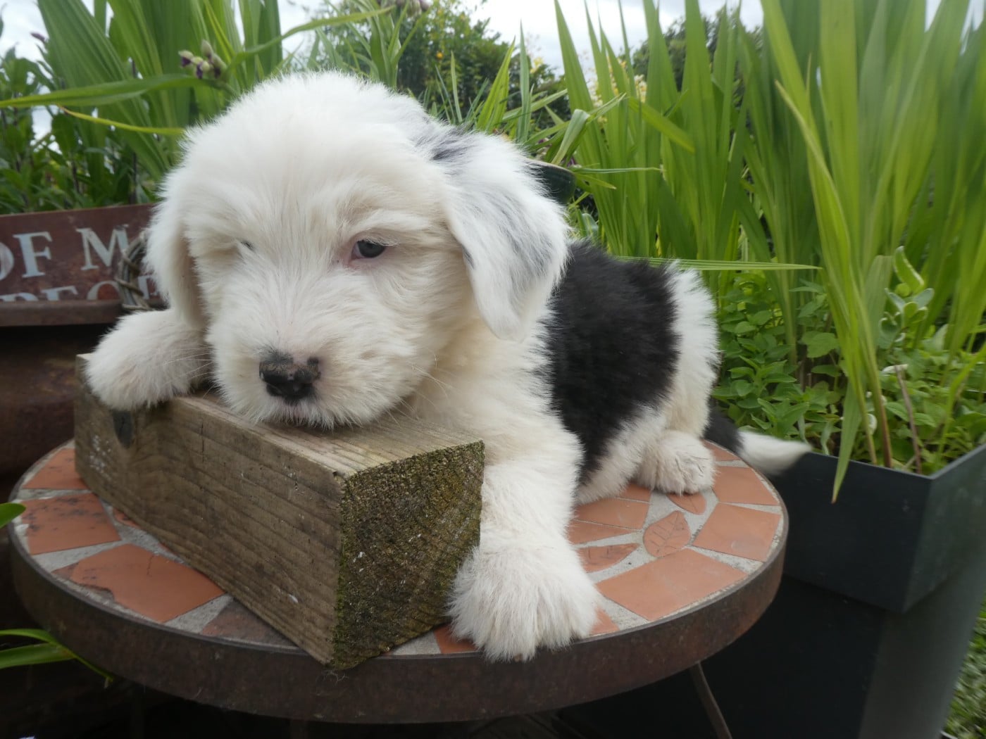 Chiot N°2