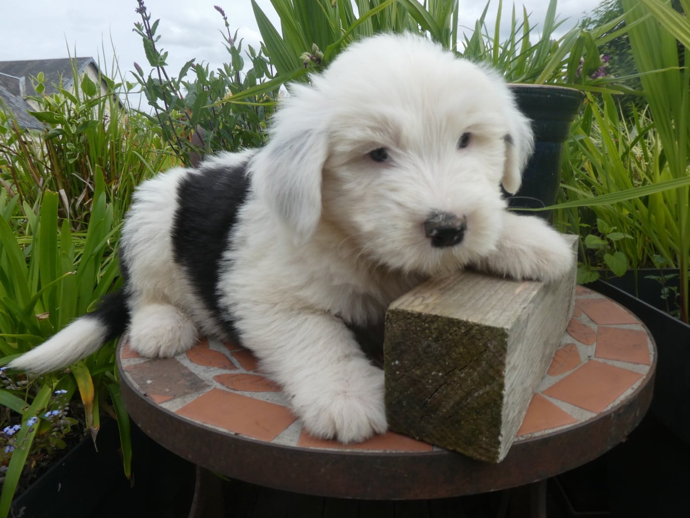 Chiot N°2