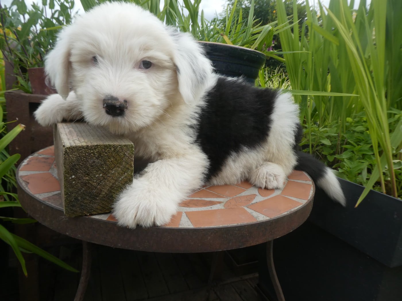 Chiot N°2