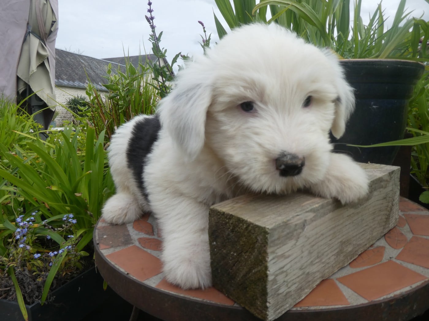 Chiot N°2