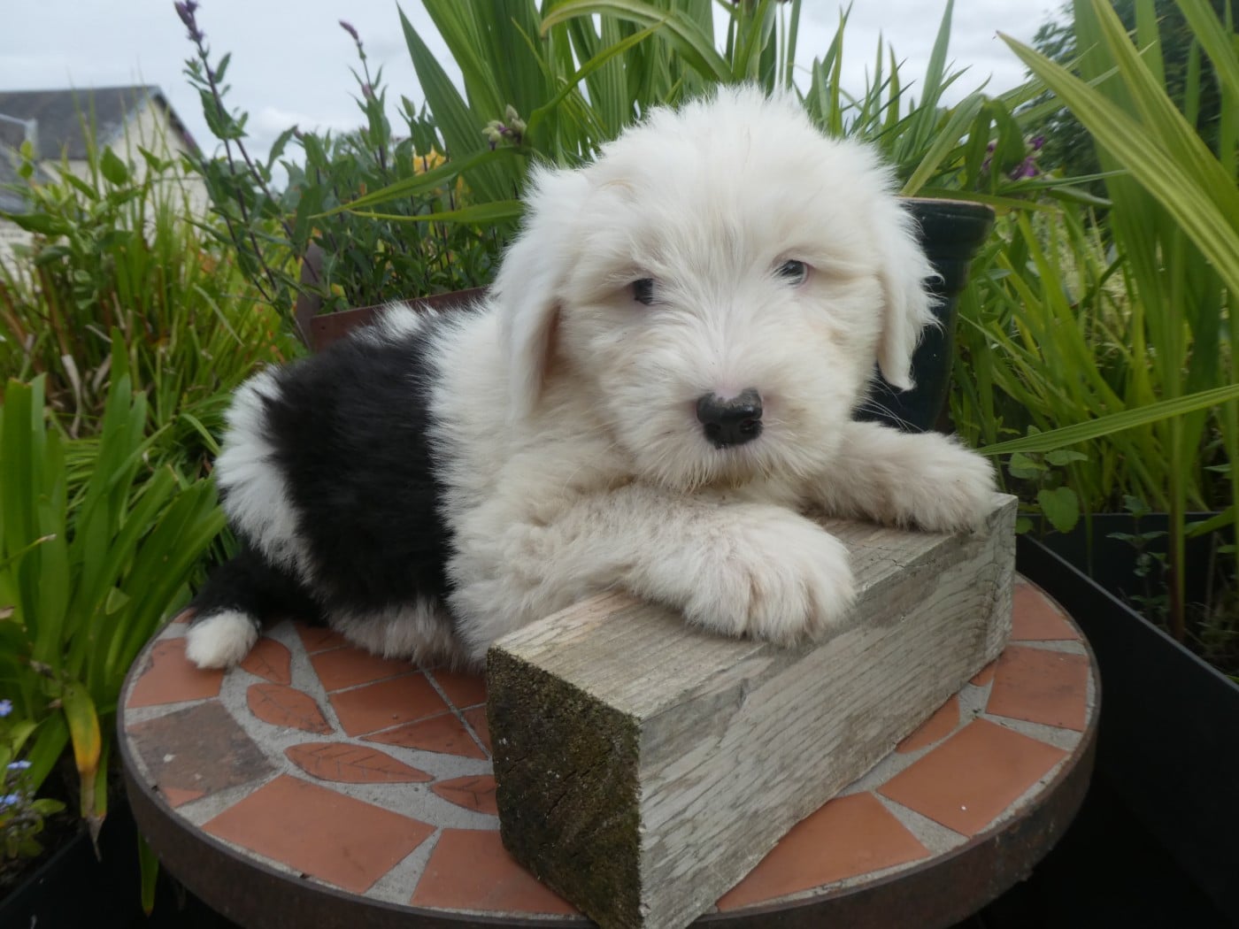 Chiot N°1