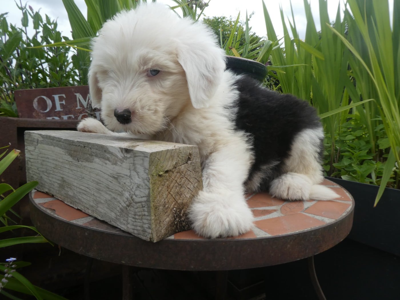 Chiot N°1