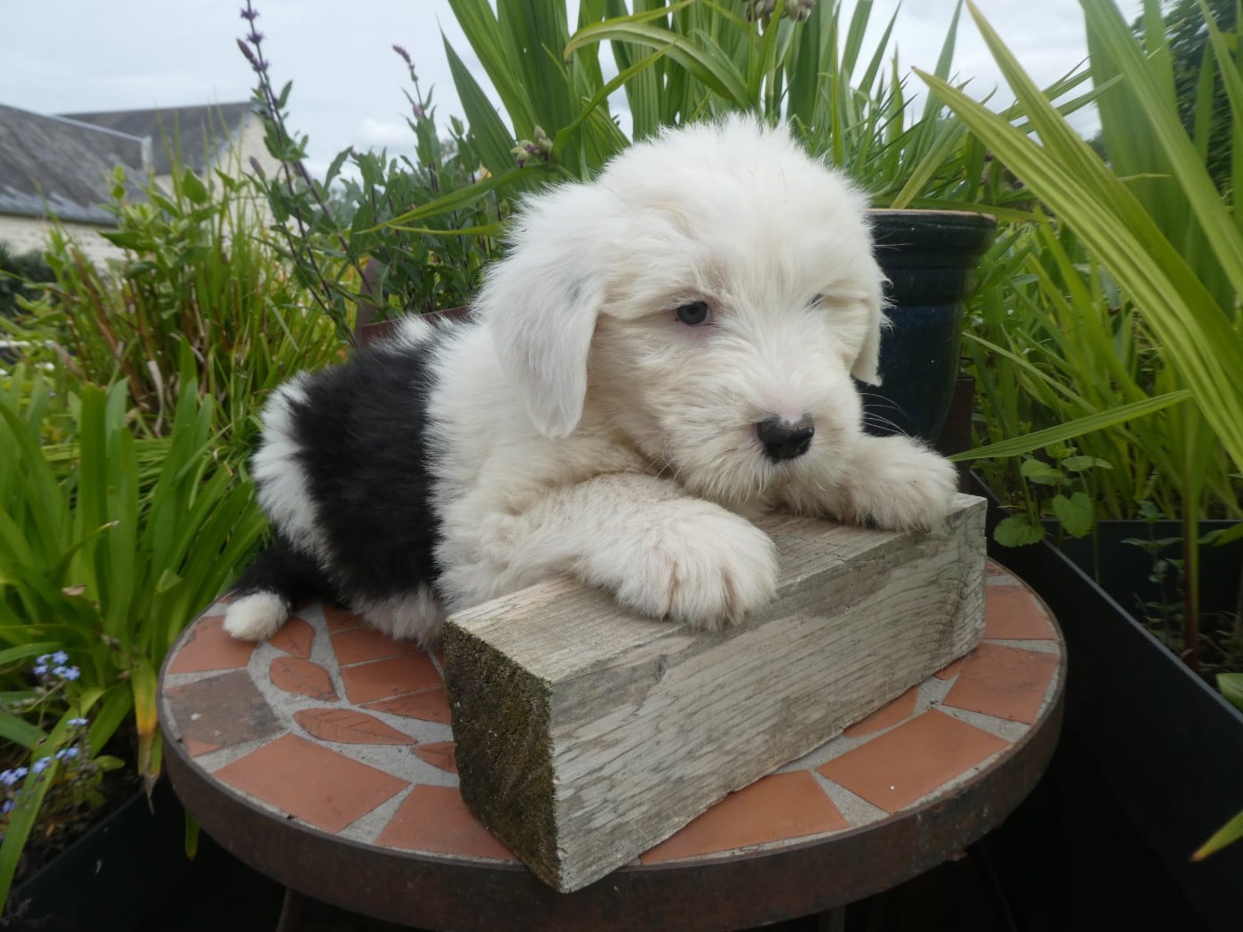 Chiot N°1