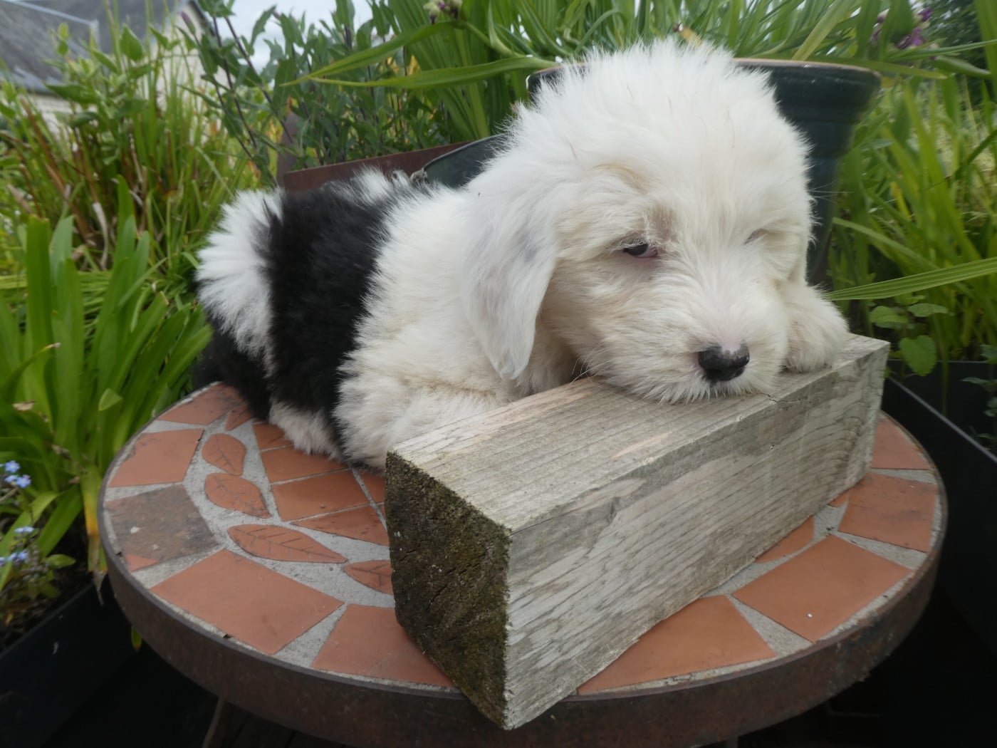 Chiot N°1