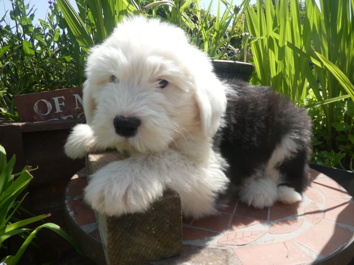 Chiot N°6