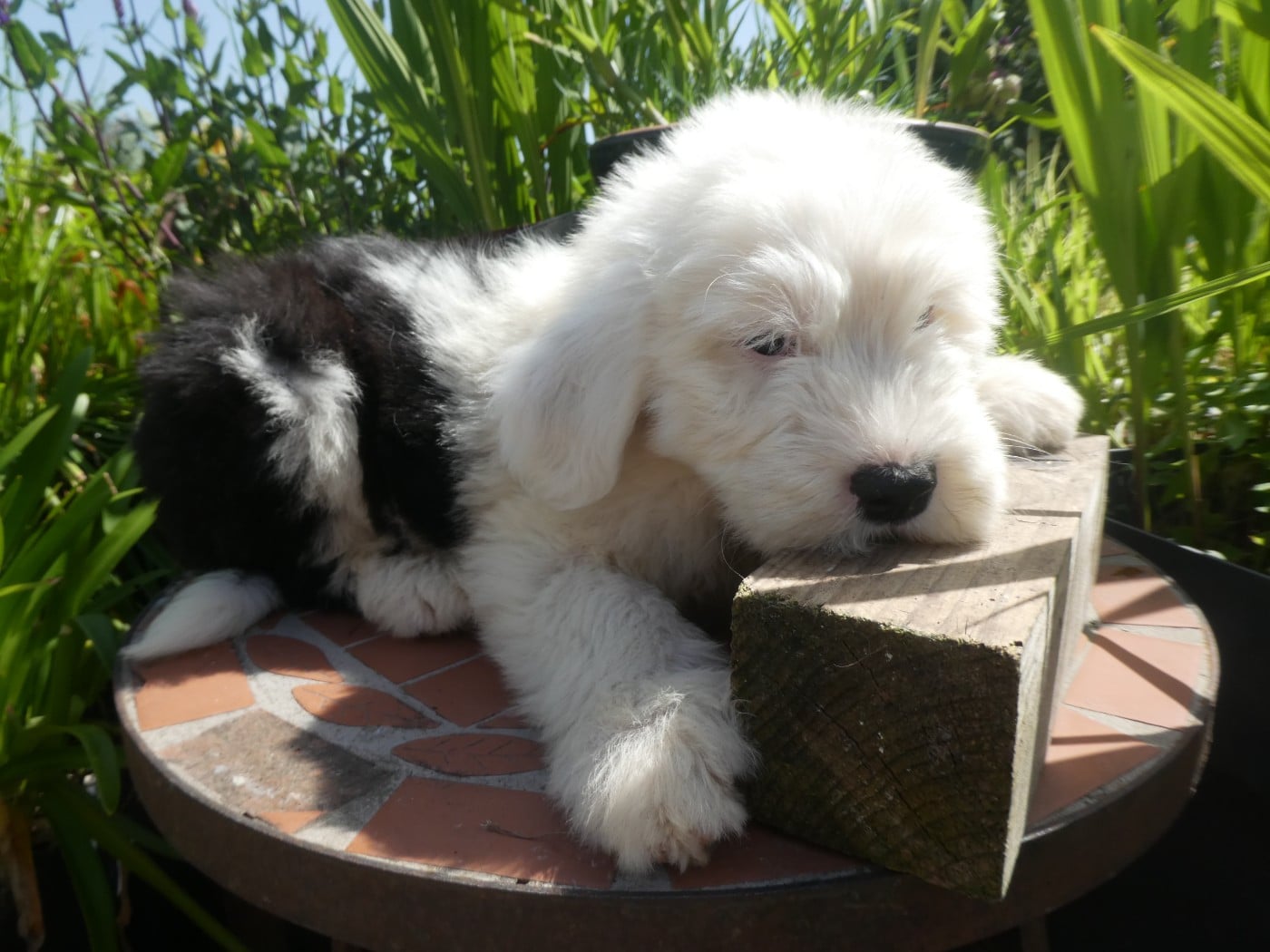 Chiot N°6