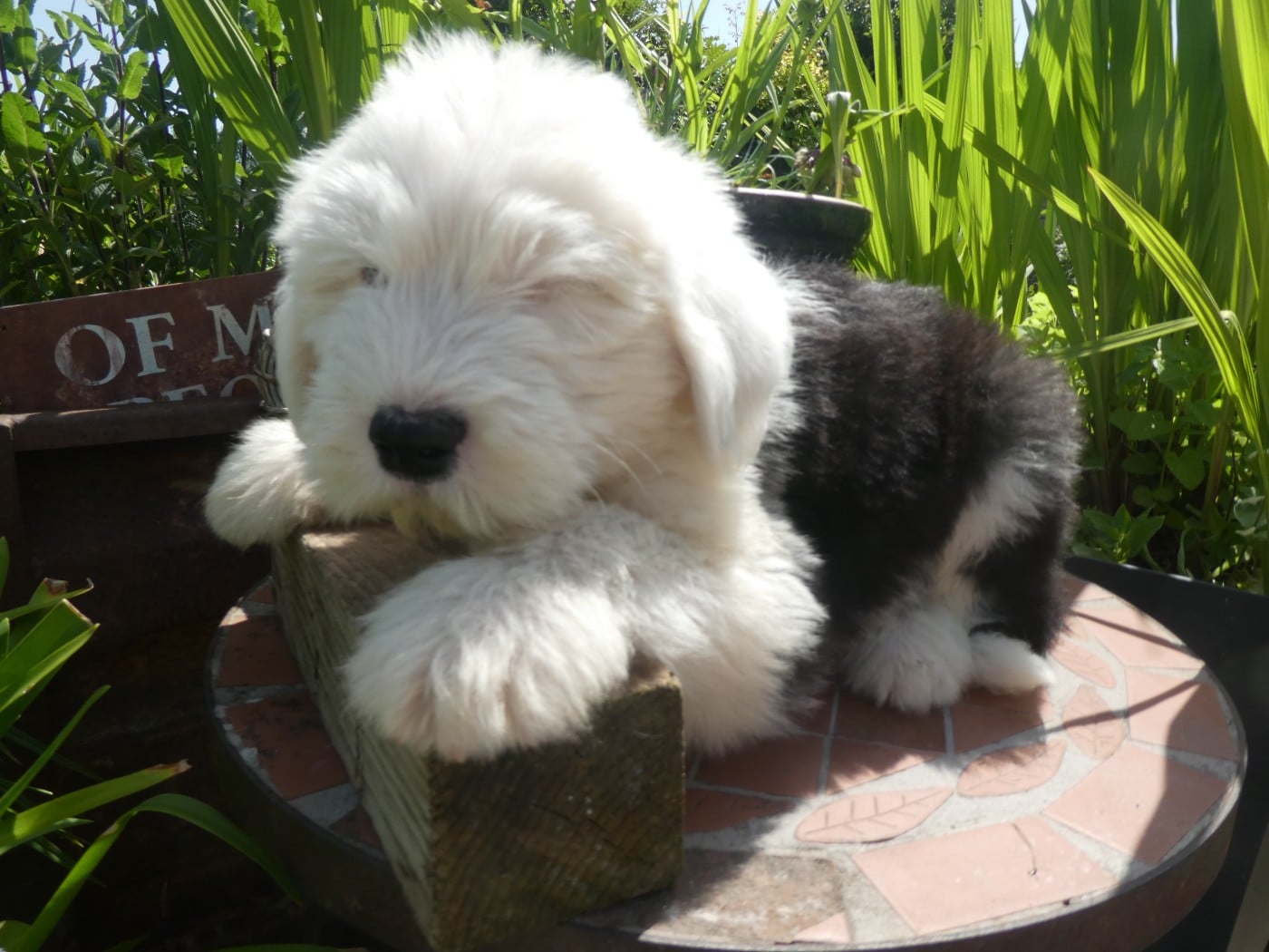 Chiot N°6