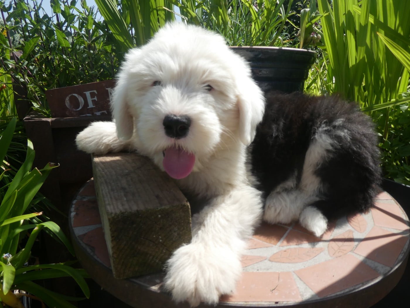 Chiot N°6