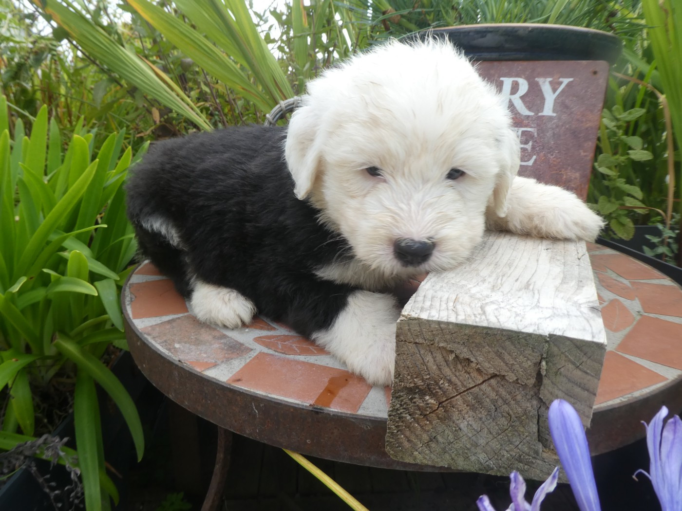 CHIOT 4