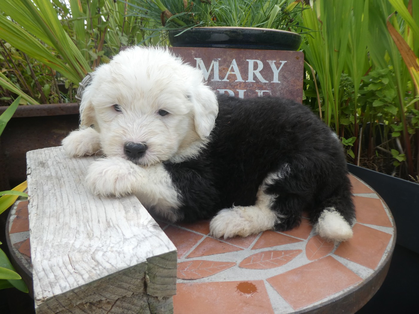 CHIOT 4