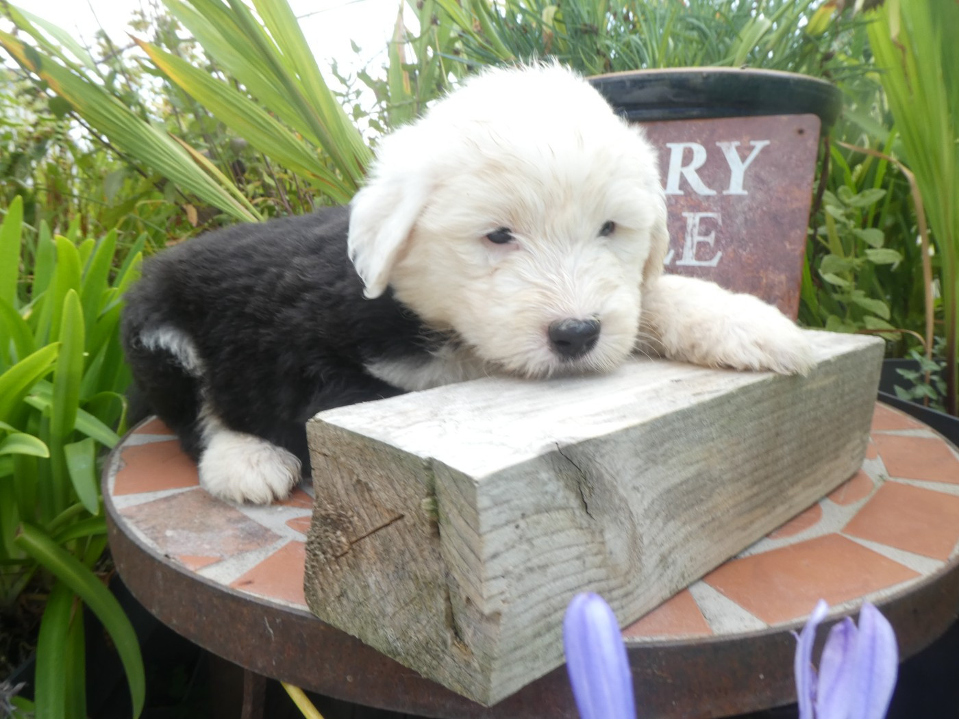 CHIOT 4