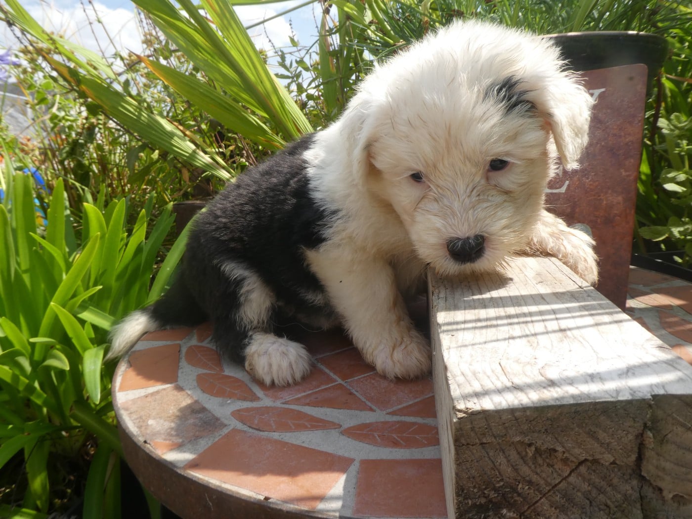 CHIOT 6