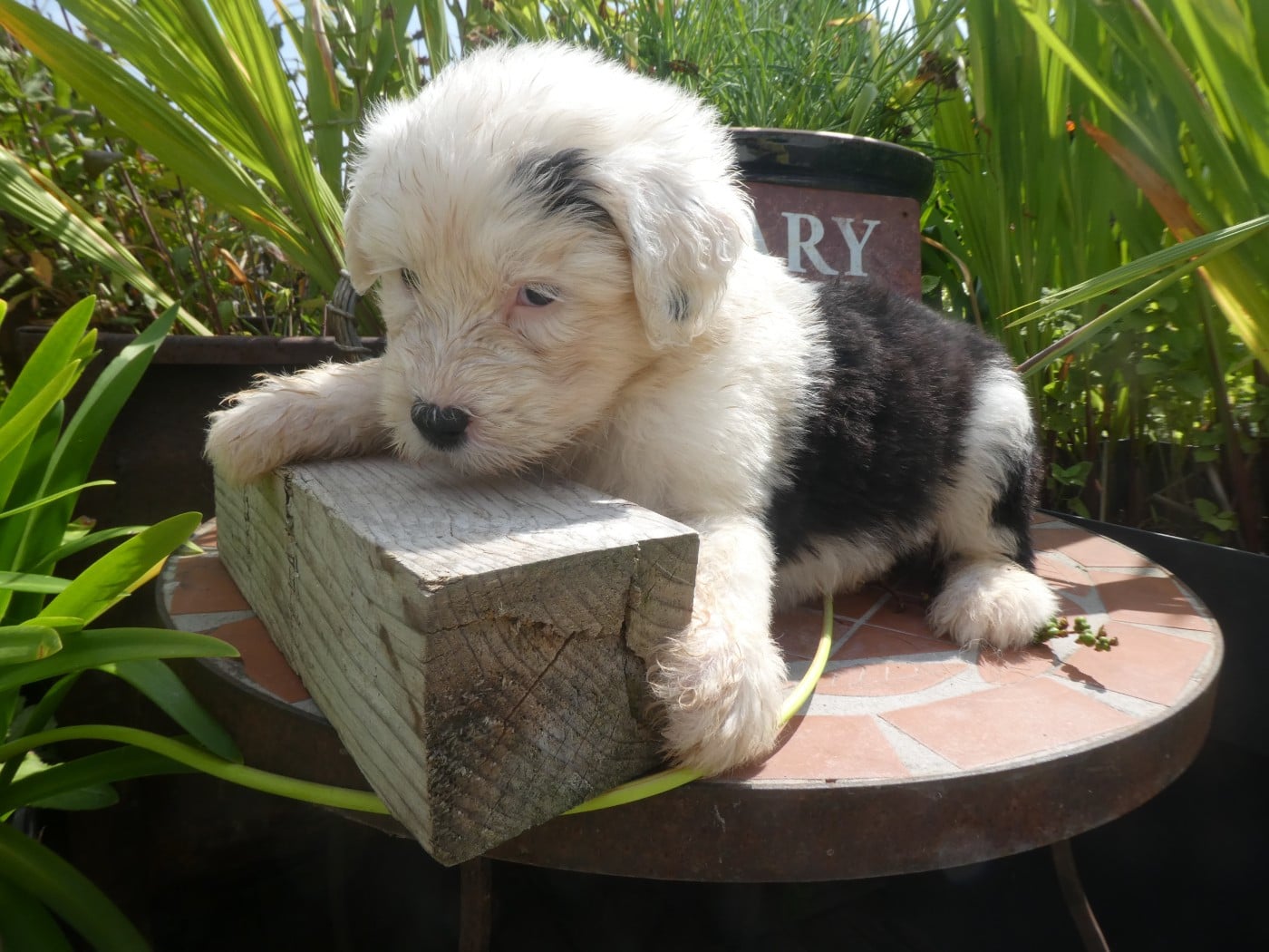 CHIOT 6
