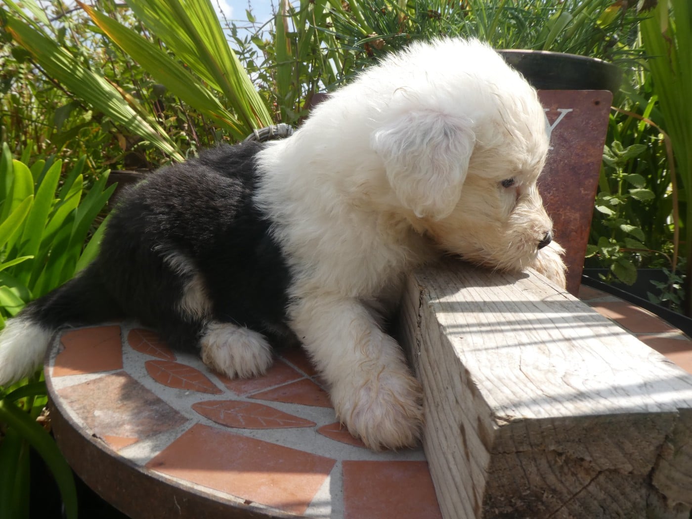 CHIOT 6