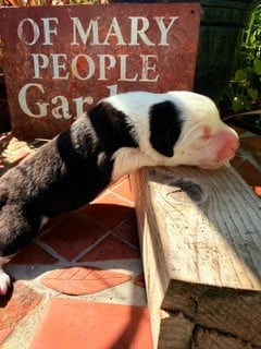 CHIOT 8