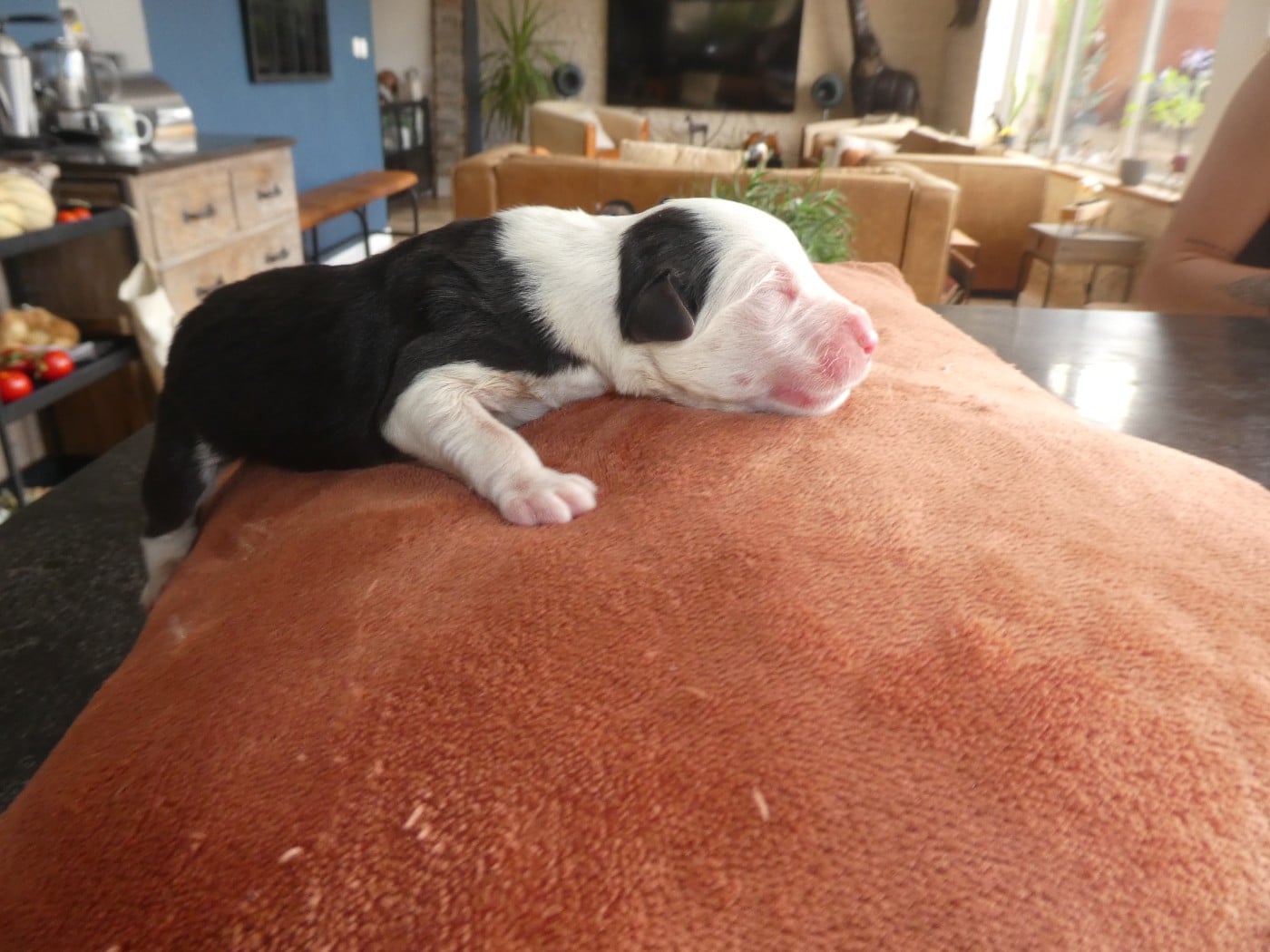 CHIOT 8