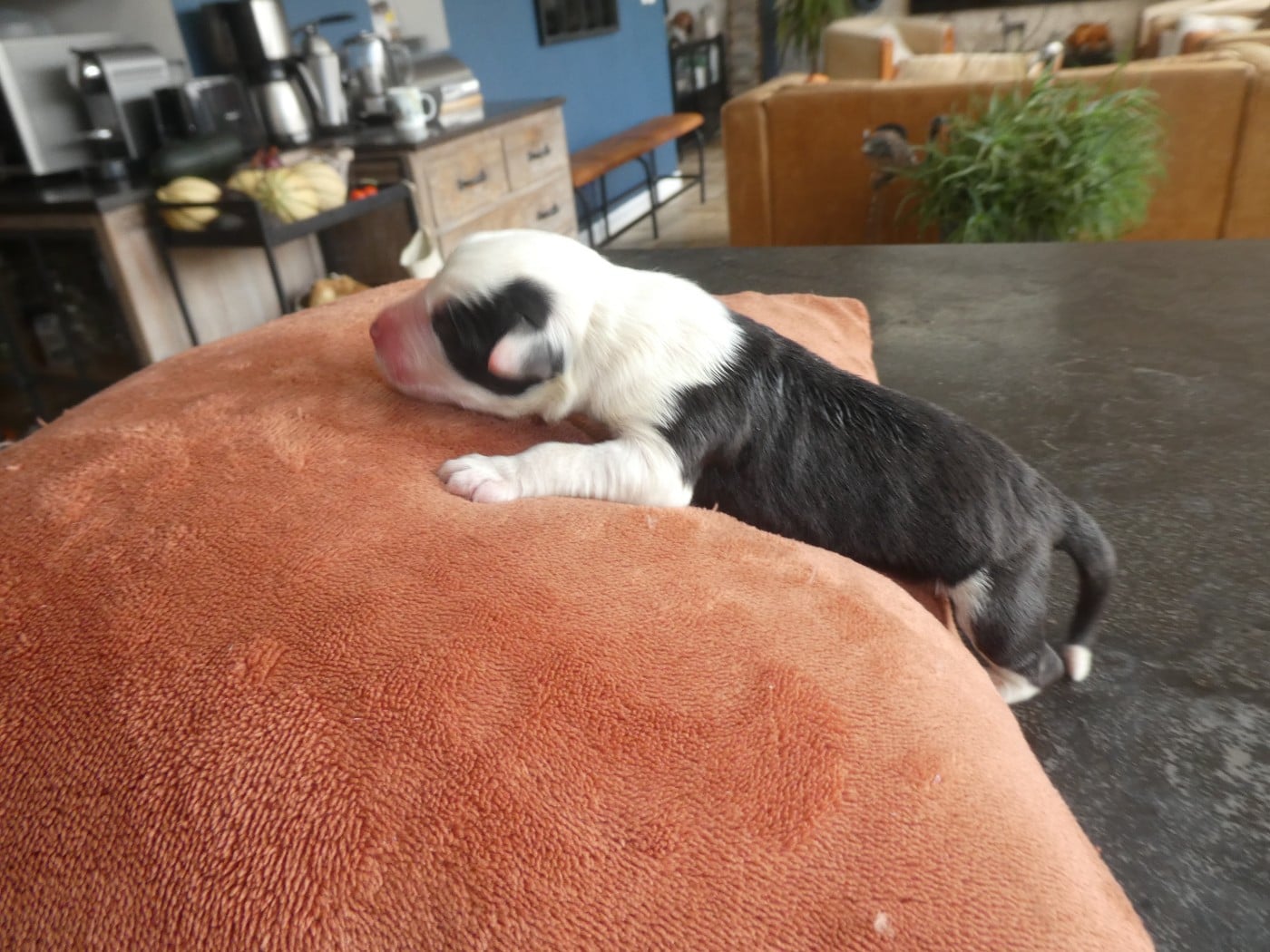 CHIOT 8