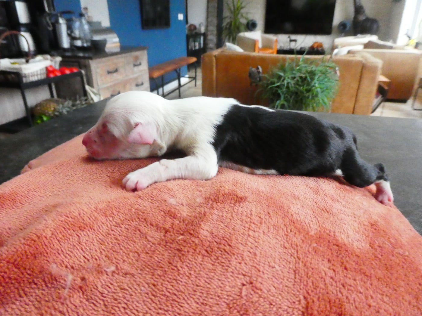 CHIOT 1