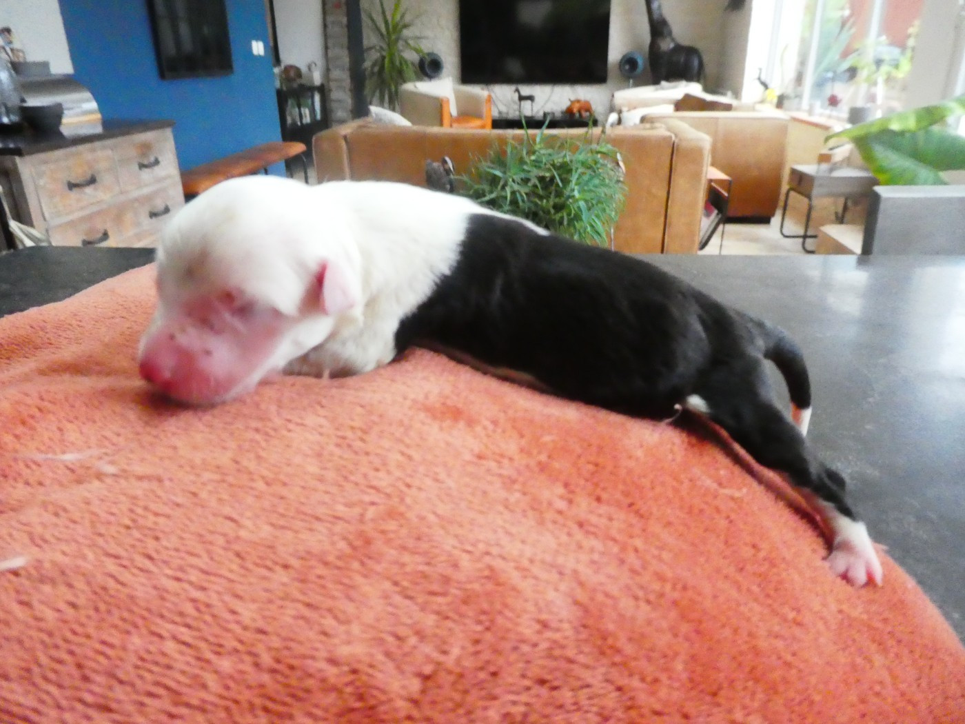 CHIOT 1