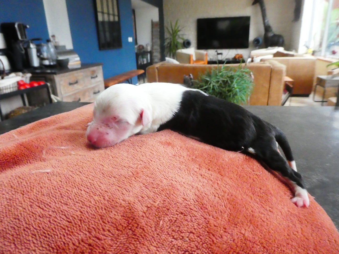 CHIOT 1