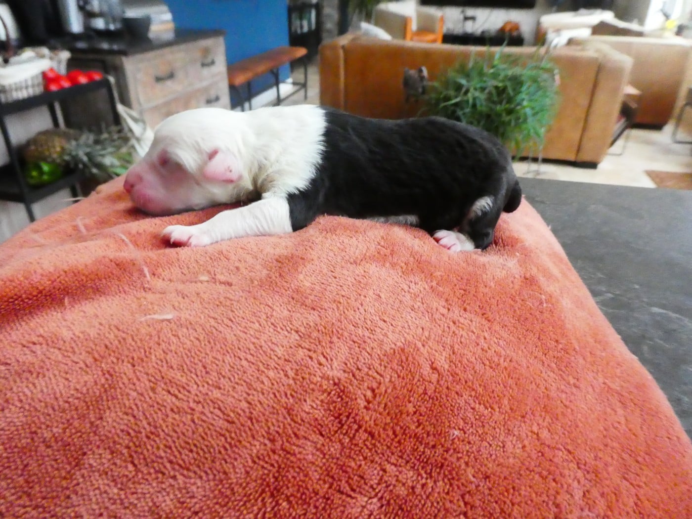 CHIOT 2