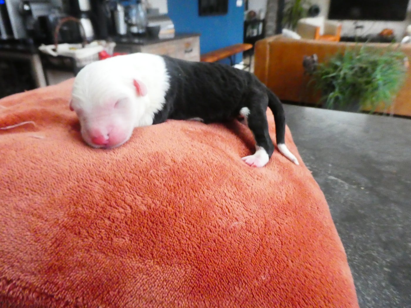 CHIOT 2