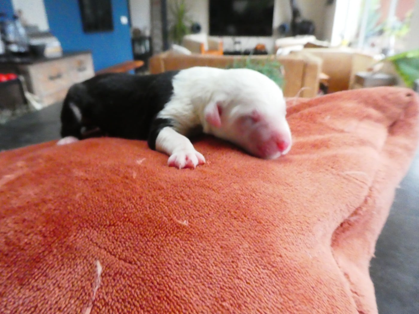 CHIOT 2