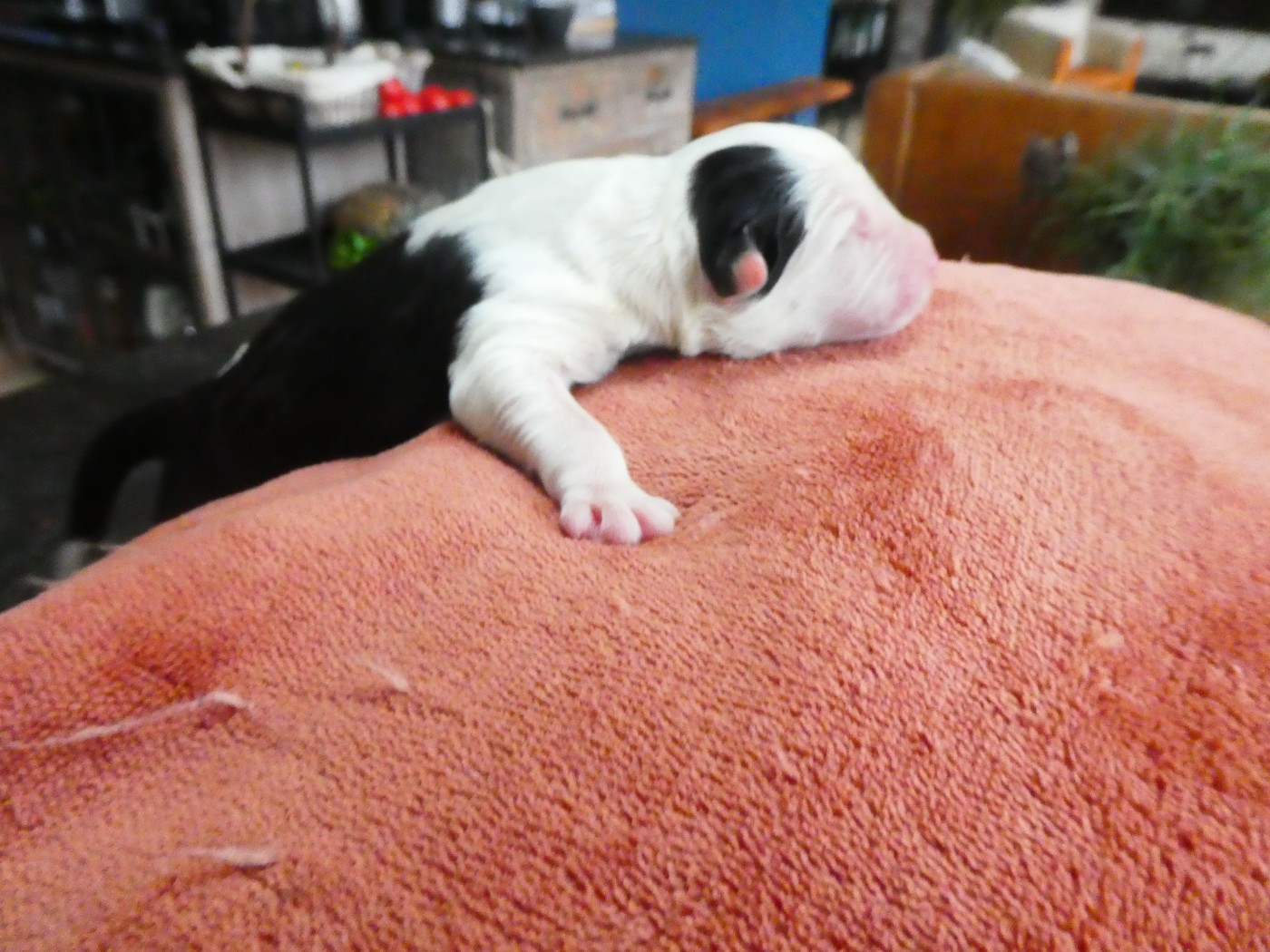 CHIOT 3