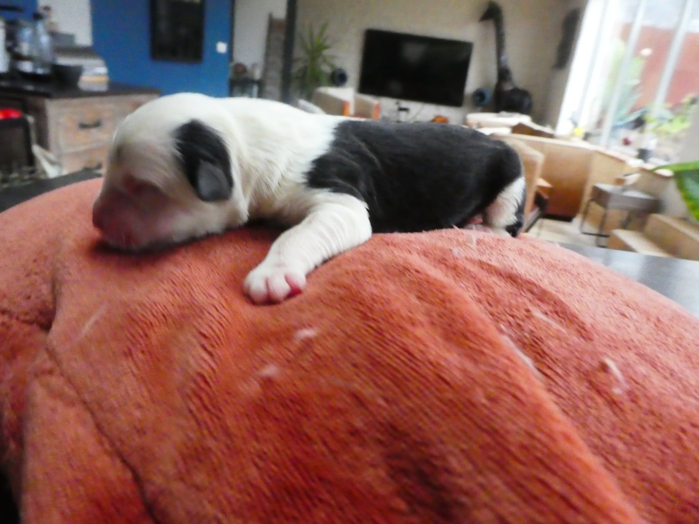 CHIOT 3