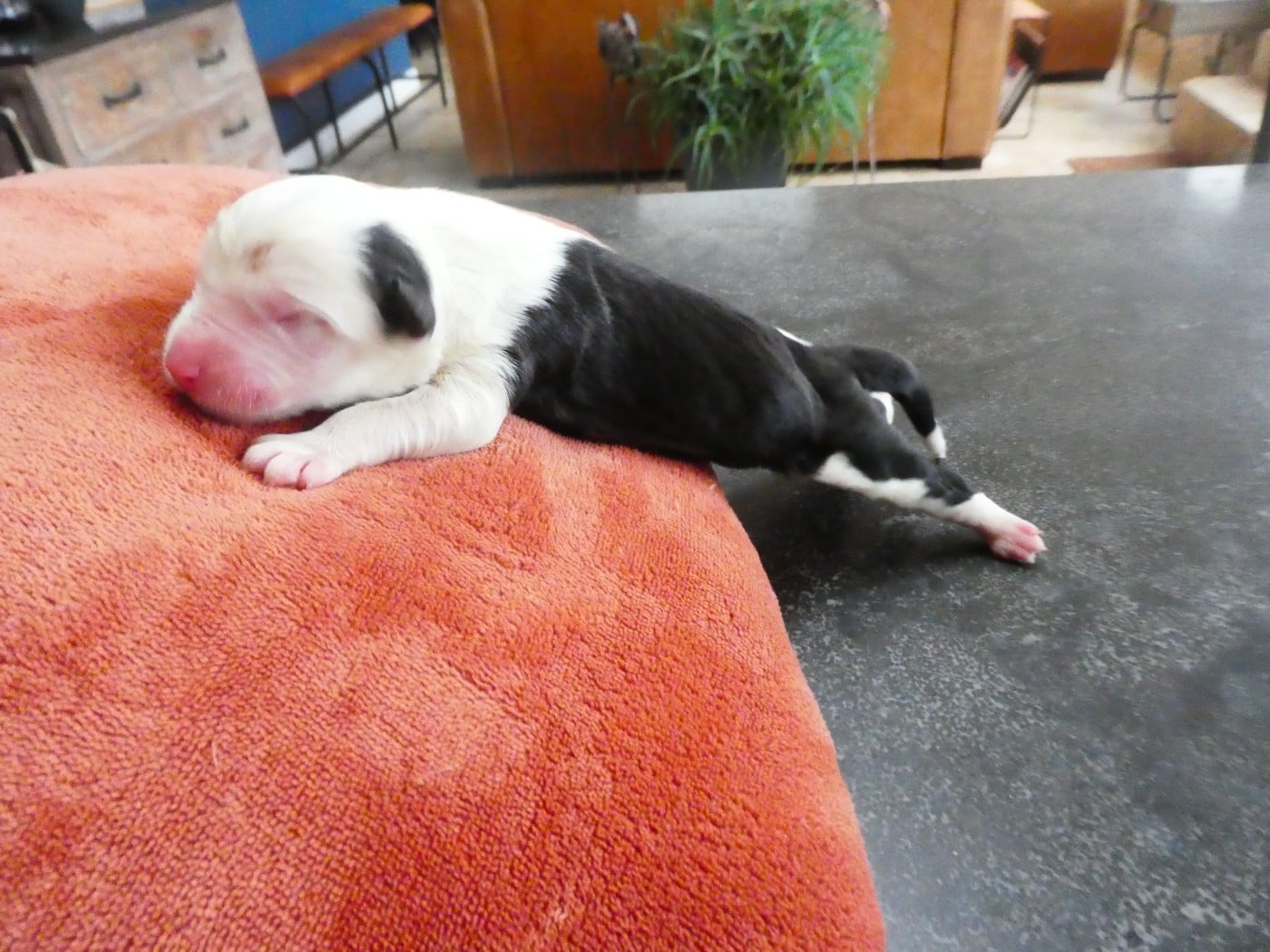 CHIOT 3