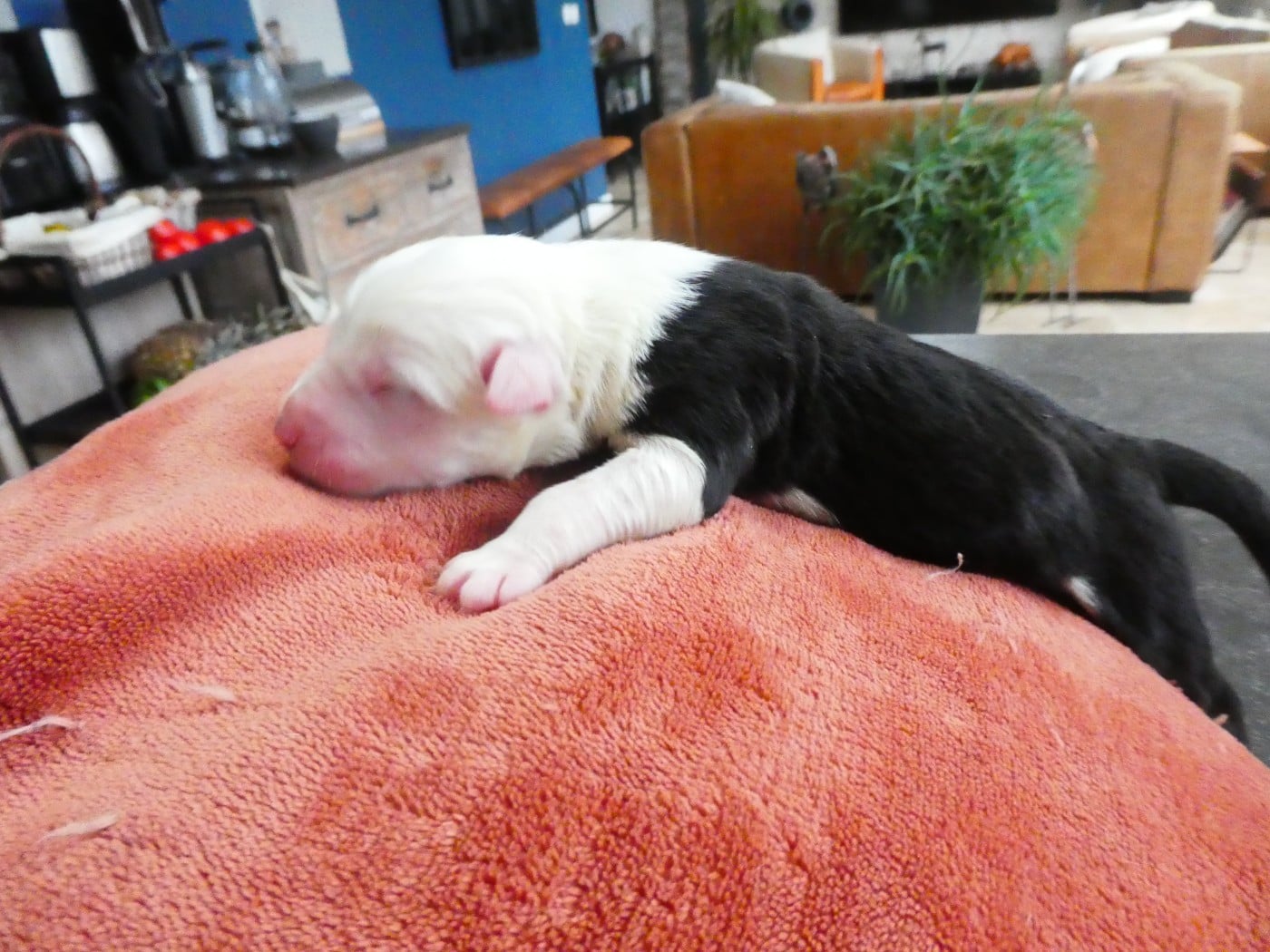 CHIOT 4