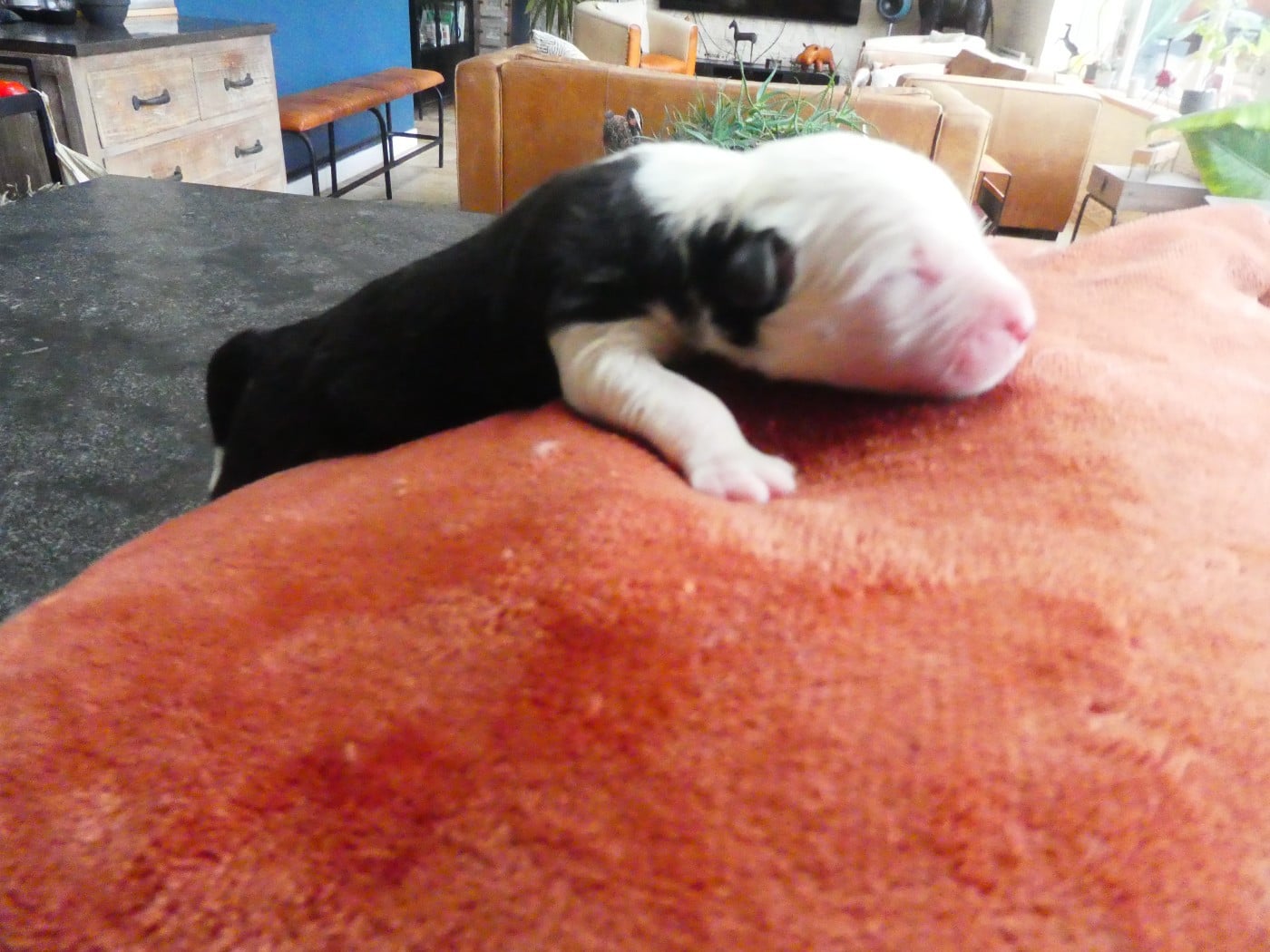 CHIOT 4