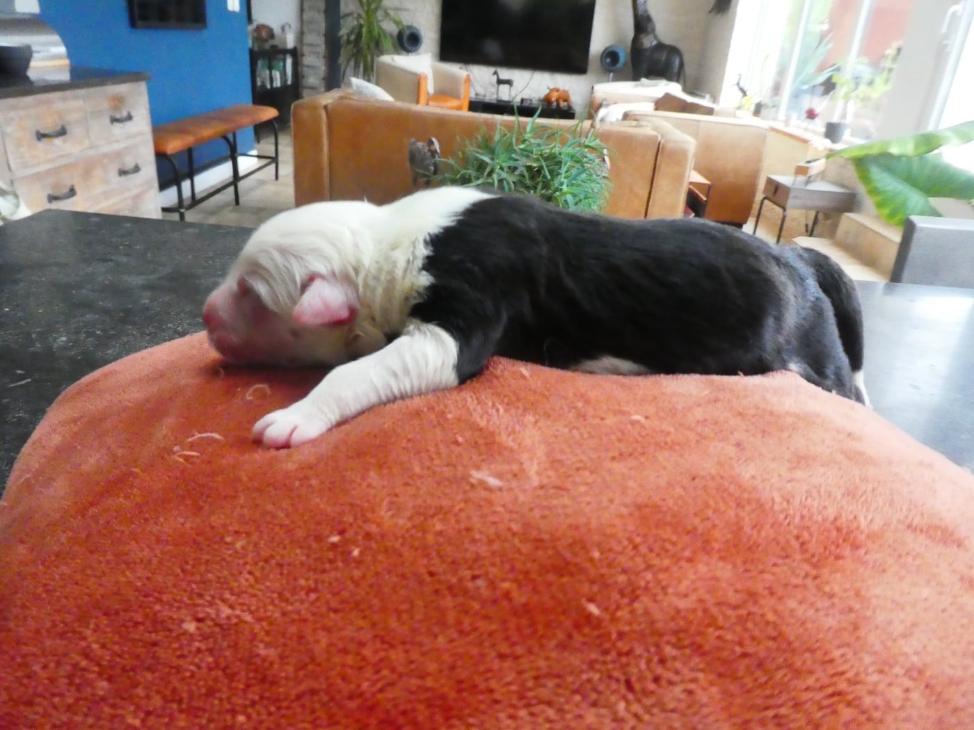 CHIOT 4