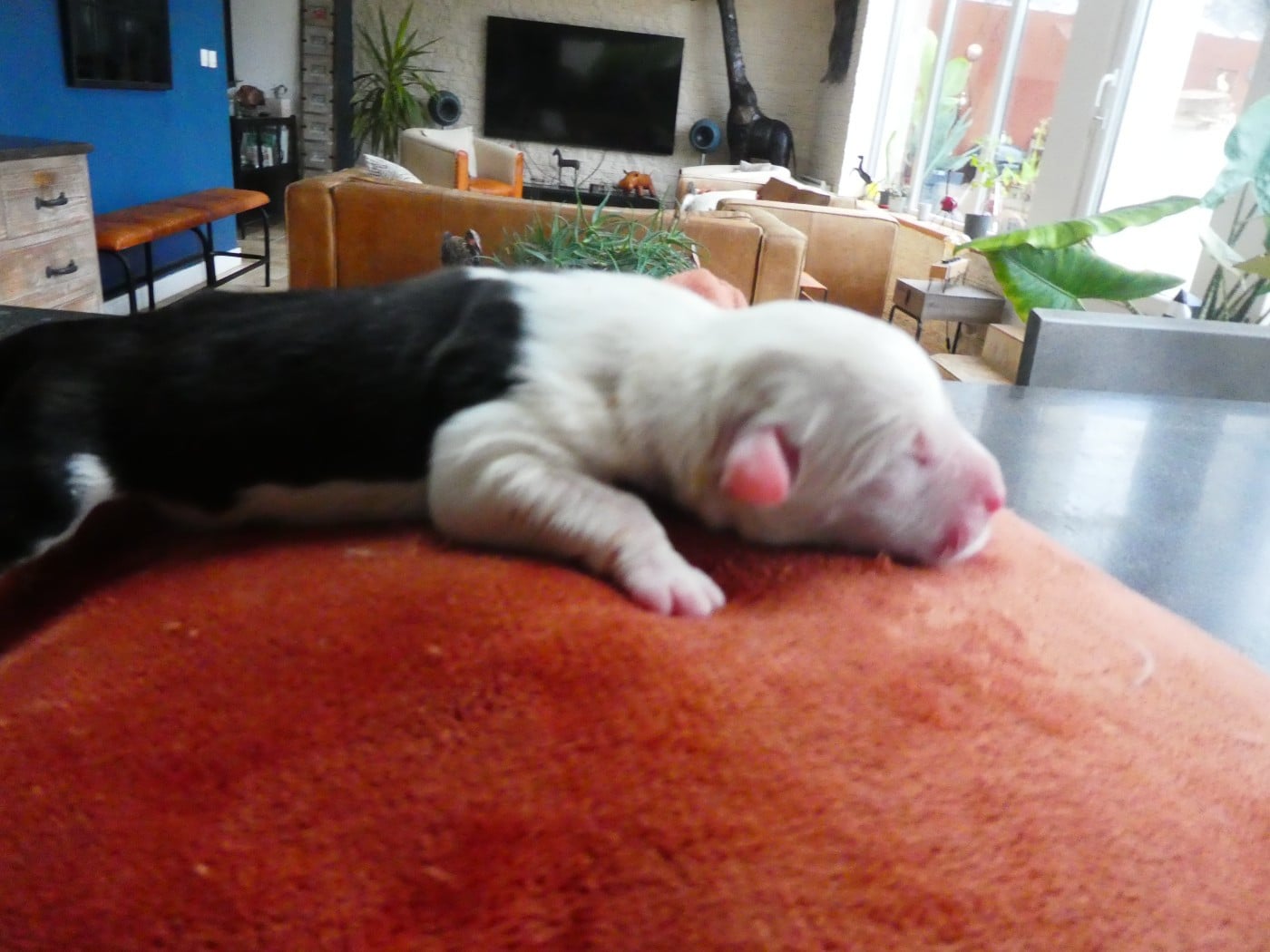 CHIOT 5