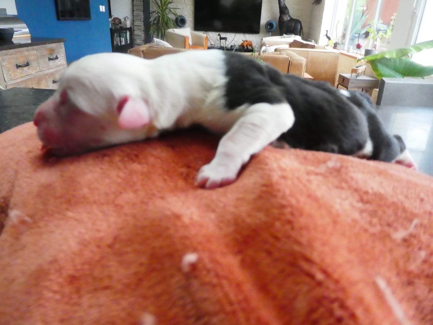 CHIOT 5