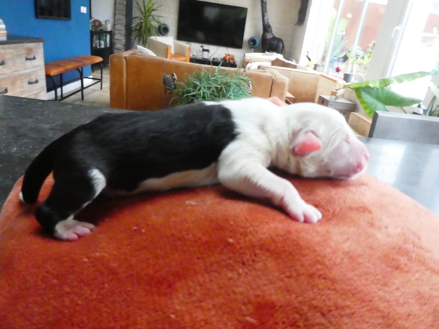 CHIOT 5