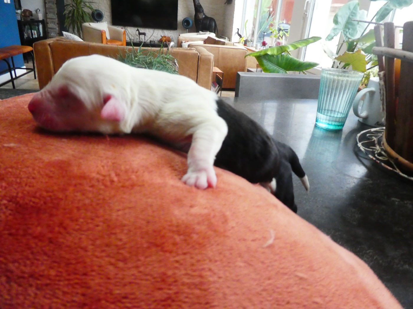 CHIOT 6