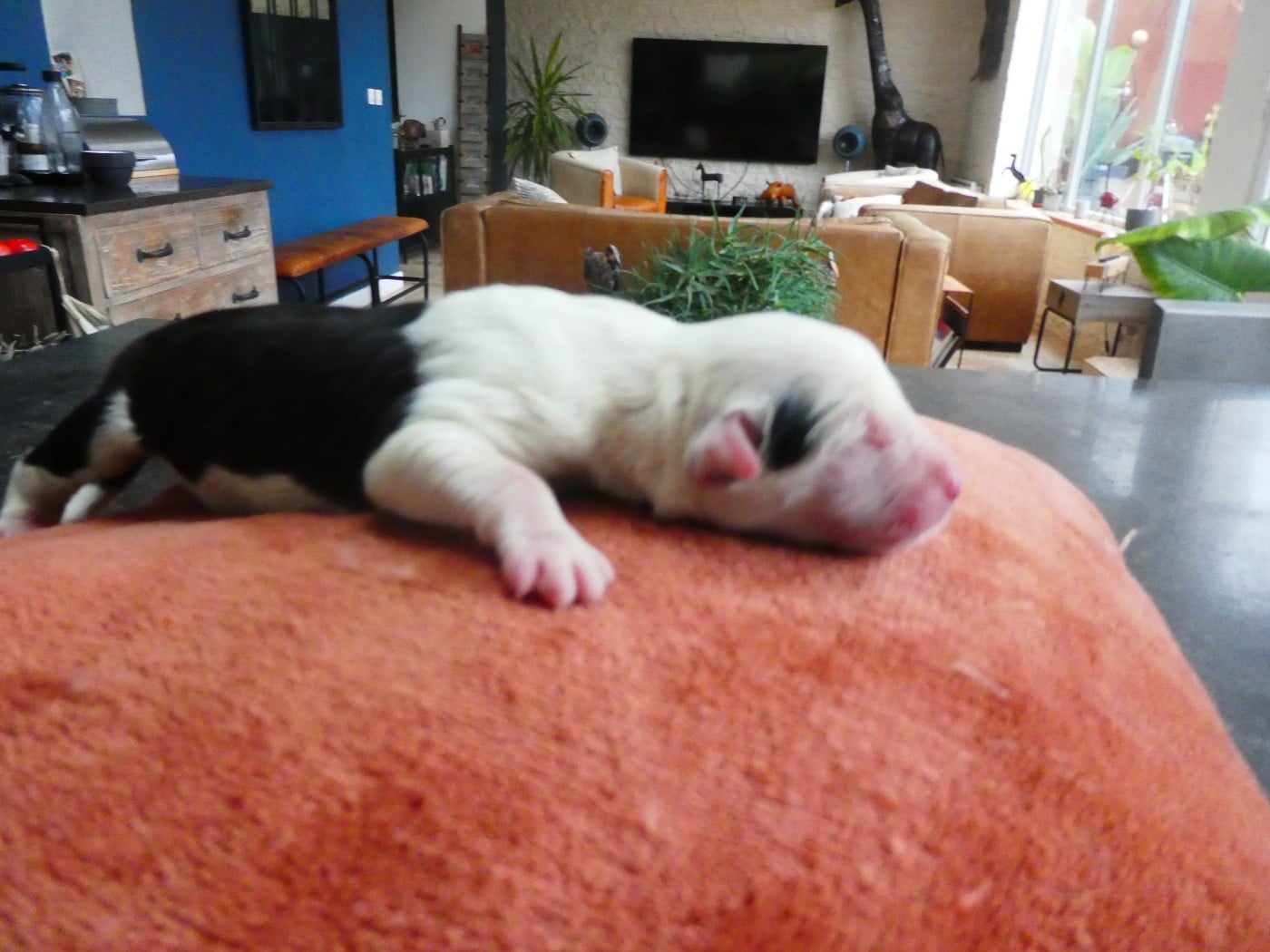 CHIOT 6