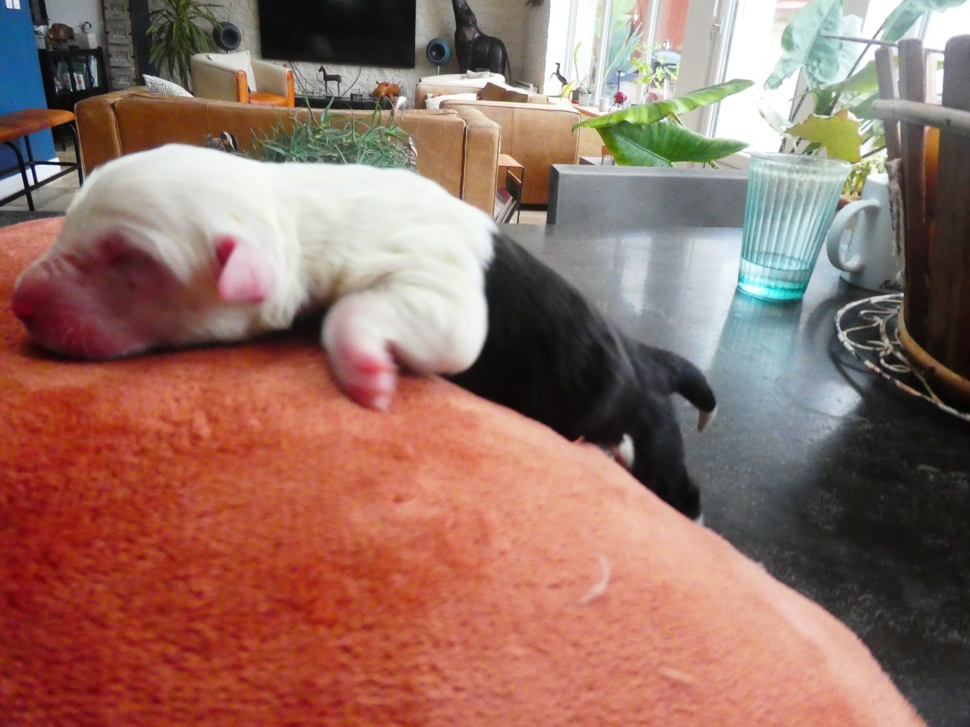 CHIOT 6