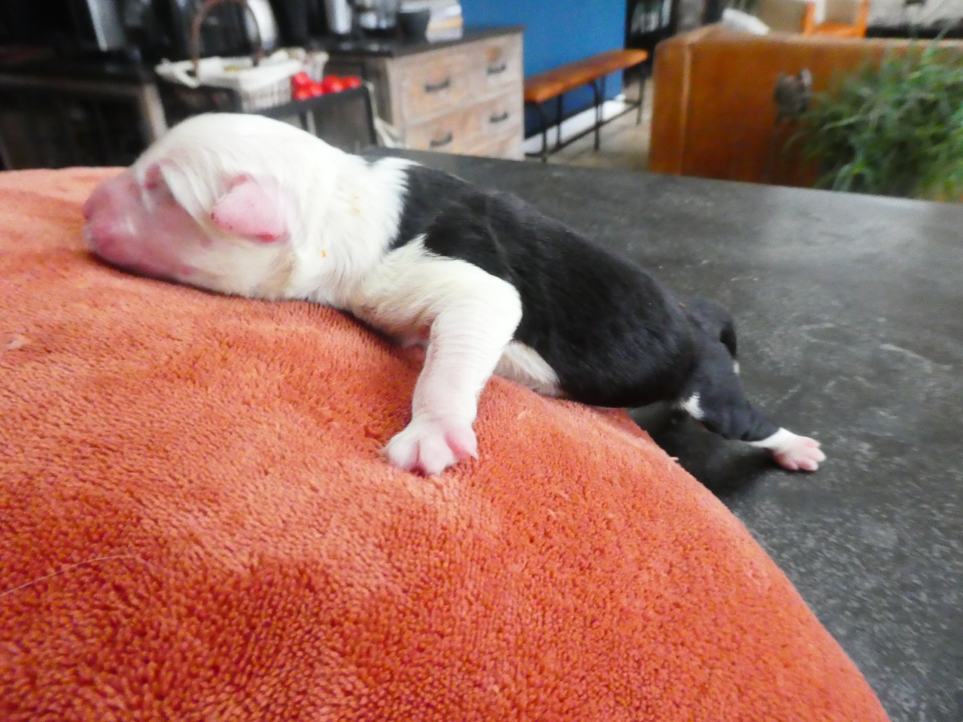 CHIOT 7