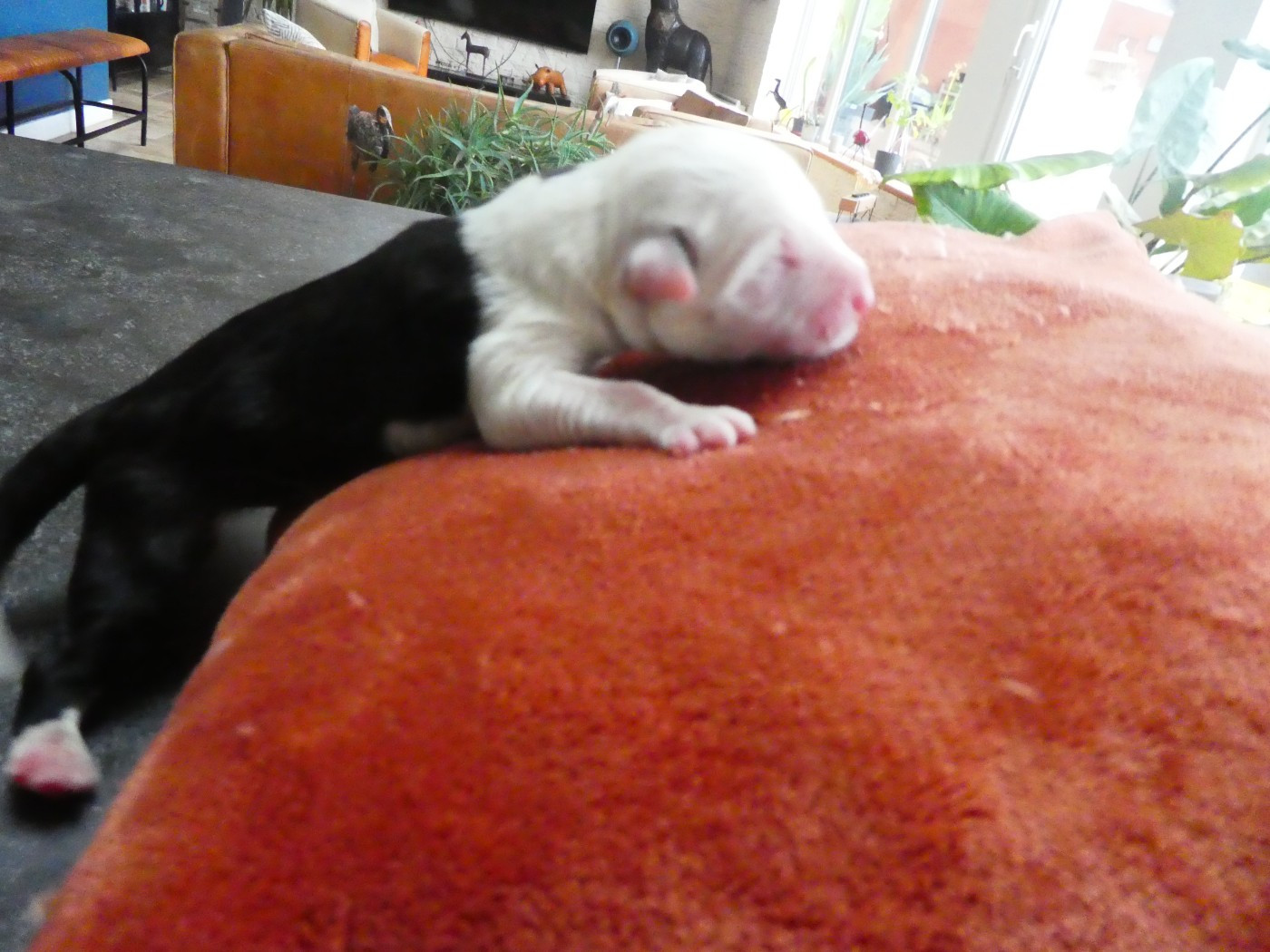 CHIOT 7
