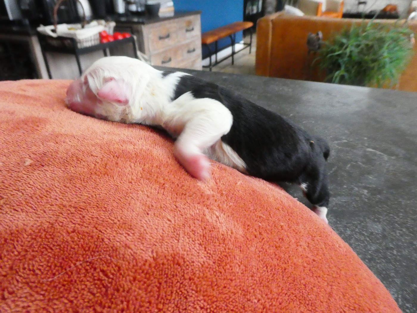 CHIOT 7
