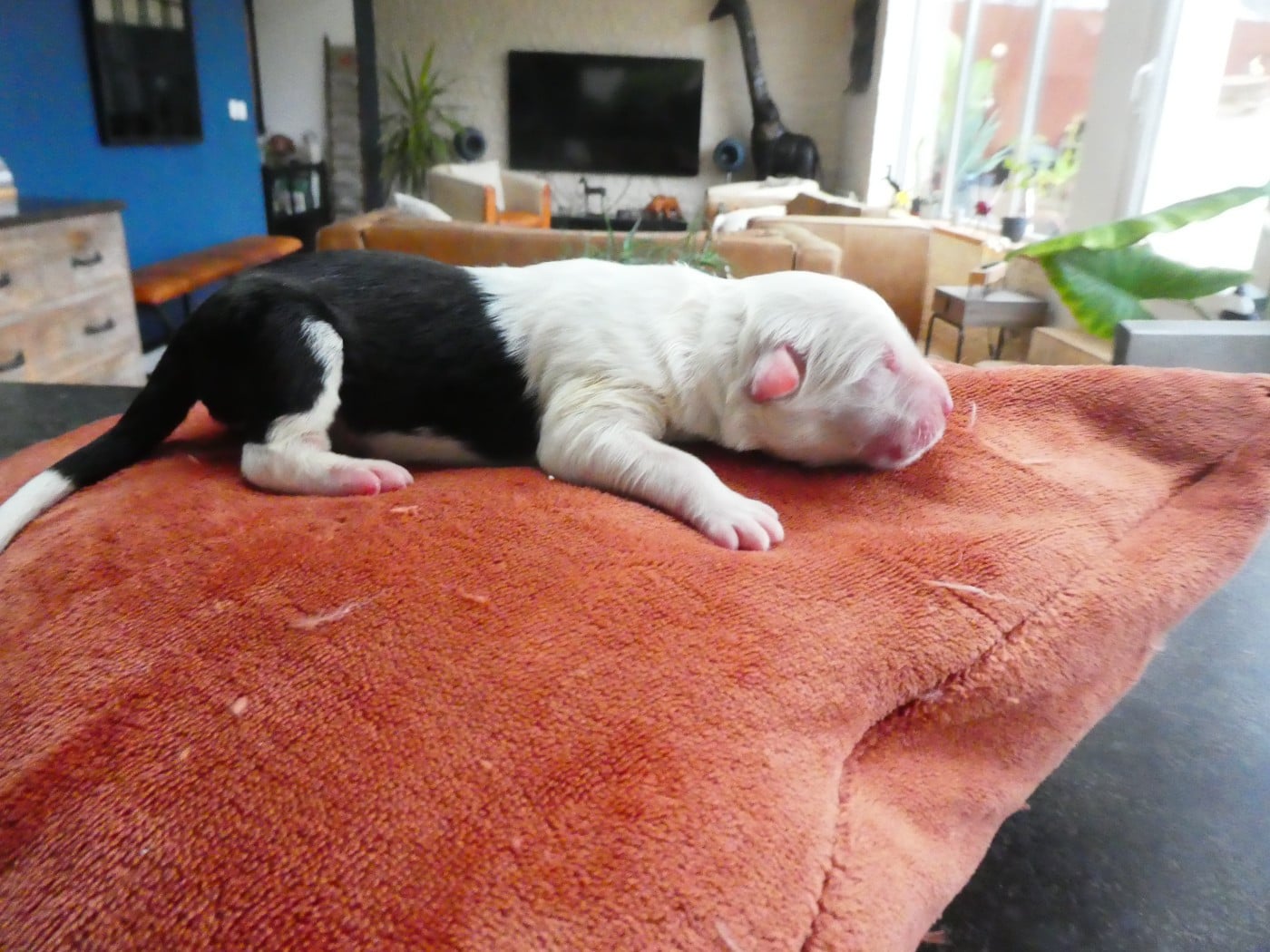 CHIOT 8