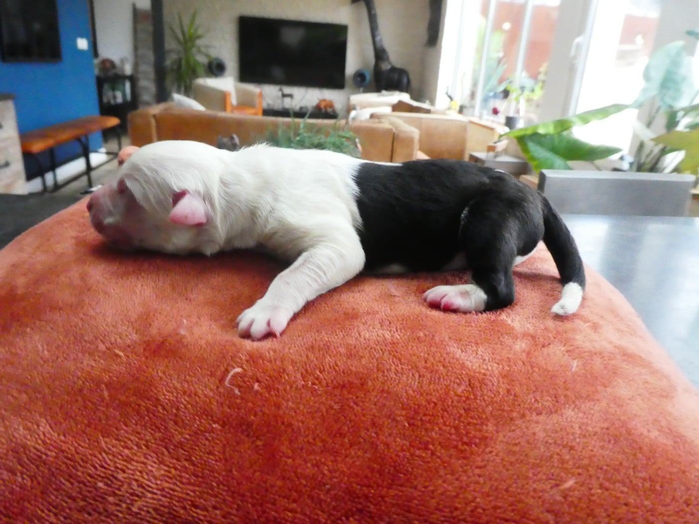 CHIOT 8