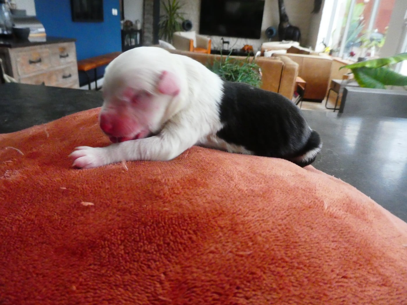 CHIOT 9