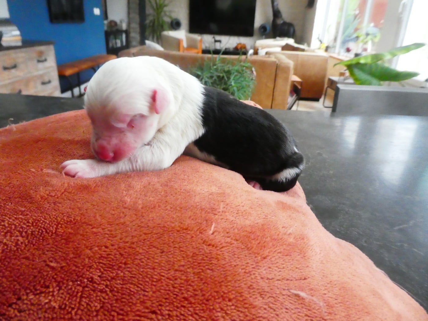 CHIOT 9