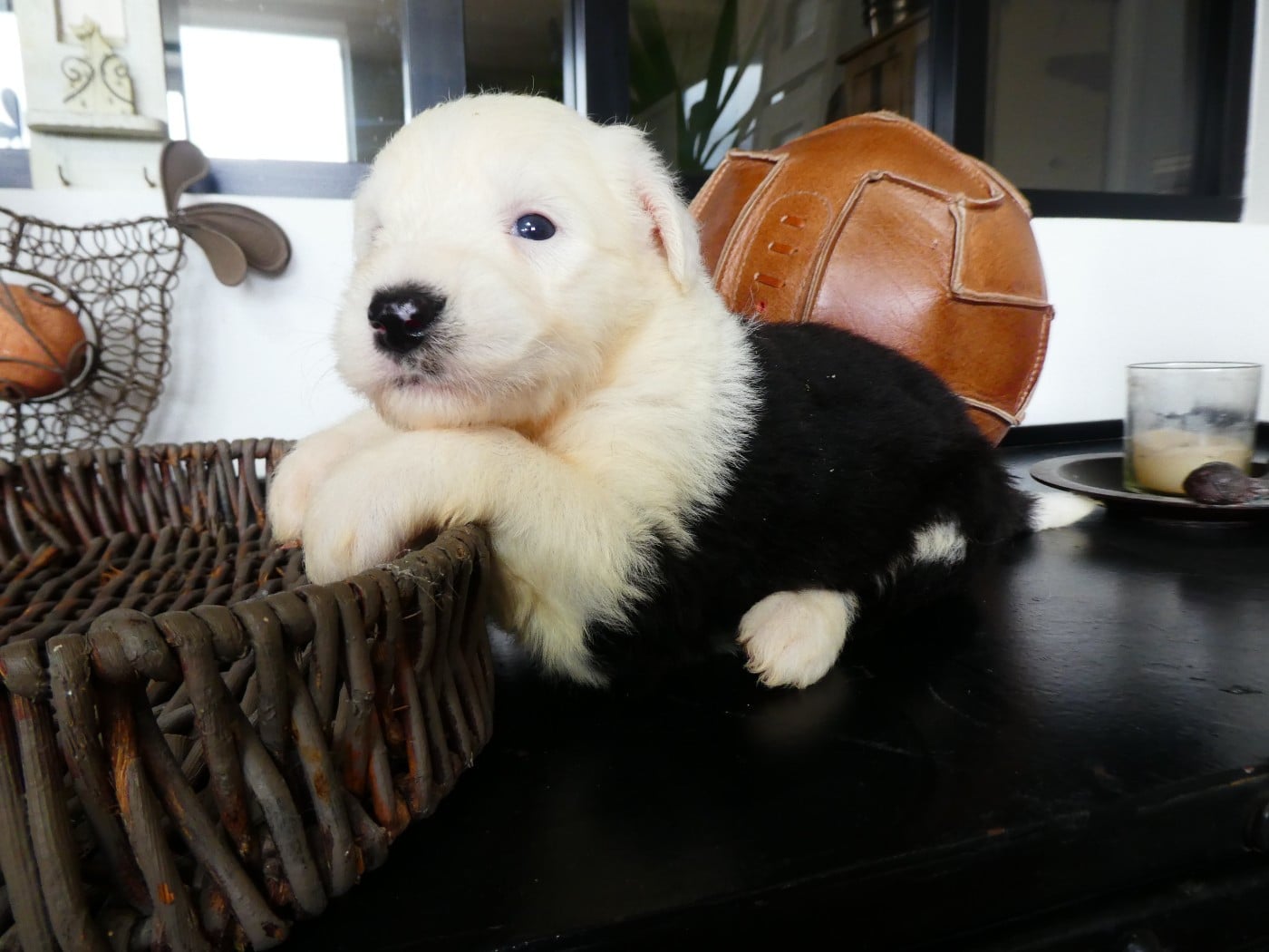 CHIOT 1
