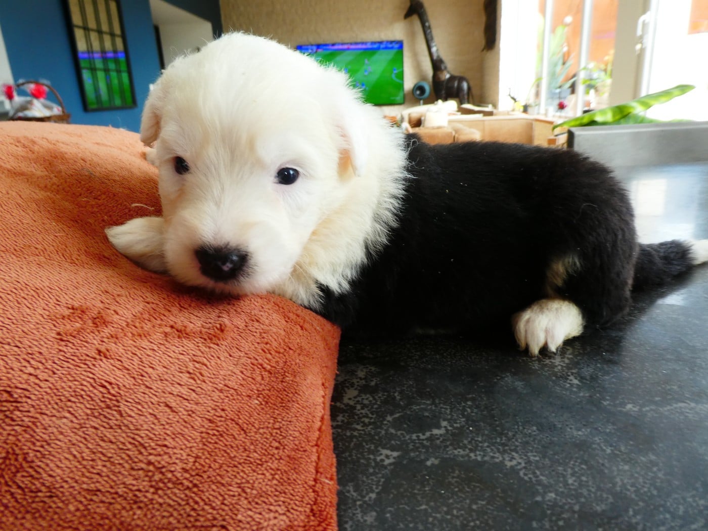 CHIOT 1